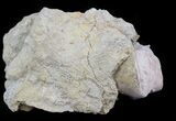 Blastoid (Pentremites) Fossil - Illinois #45033-1